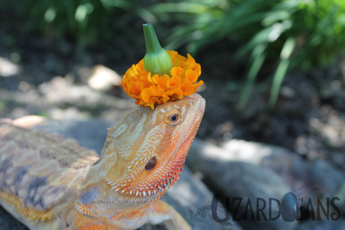 lizardbeans:You can just see how much she is fed up with me putting things on her head