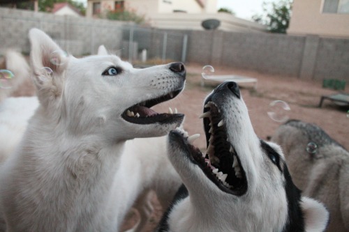 6woofs:  flushy-the-fish:  6woofs:  Their faces, I just can’t  They’re all so adorable. A lot of these pictures with bubbles have come to be my personal favorites.  Thanks! I’m hoping to be able to get some good shots this fall/winter with good