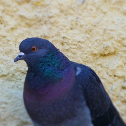 Oktyabrskaya #Railway 🚂 🚉   #Trainstation #Gatchina #Russia #travel  #Pigeon watches 🐦 👀   http://en.wikipedia.org/wiki/Gatchina  ________________________ One sunny 🔆 day. August 13, 2012 ________________________  #turism #vacation #spb