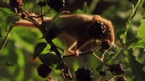 english-idylls:  Dormouse in Wildwood Park, Kent, England. 