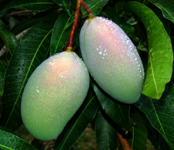  Cogshall mangoes 