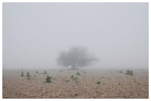 Fog this am, on a mostly fallow field. #thenewnormal #mcallen (at McAllen, Texas)https://www.instagr