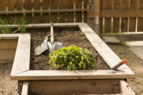 lenorestreetgarden:White alpine strawberry plant.  Year two.