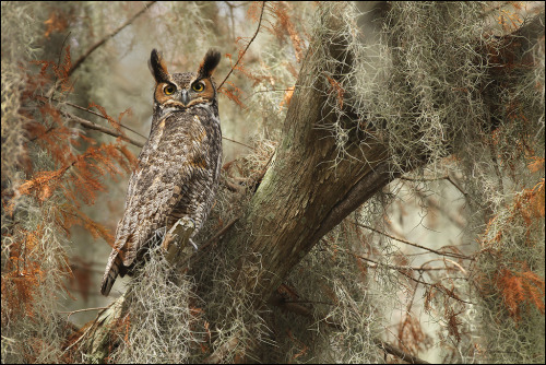 Owls and stuff (mostly owls)