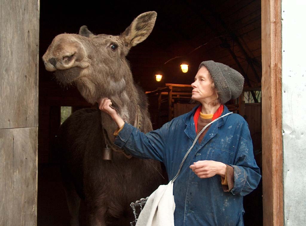 asktartaurus:  spazzles:  zooophagous:  howtoskinatiger:  Moose at the Kostroma Moose
