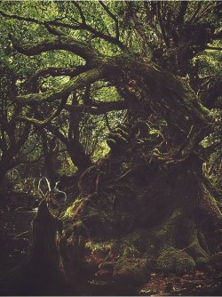 fandom-whore-wardrobe:  Alice in Wonderland’s forest 