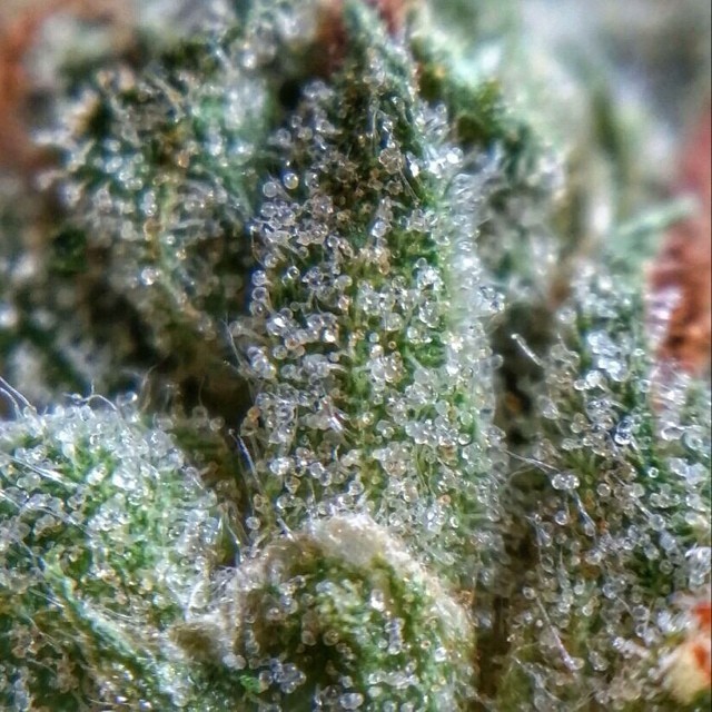 weedporndaily:  @chronic_illness420 http://ift.tt/1kwJQGh