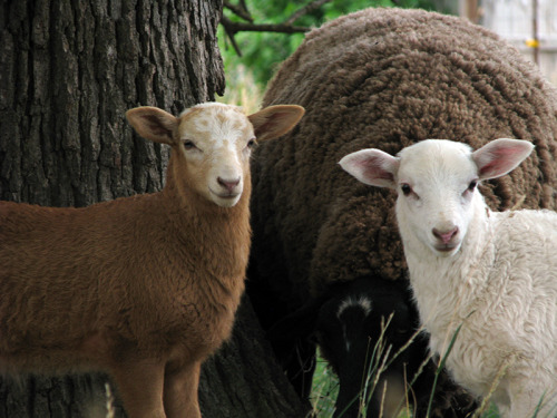 laurelhach:a sheep spectrum