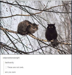 itsstuckyinmyhead:  Cats and Tumblr