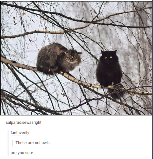 lipstickstainedlove: itsstuckyinmyhead:Cats and Tumblr THE LAST ONE FUCK