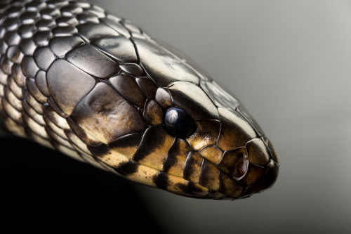 Typhon (Eastern indigo snake)