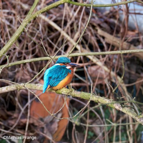 But today the ice has melted, I had a brief look at the kingfisher in the branches and hav