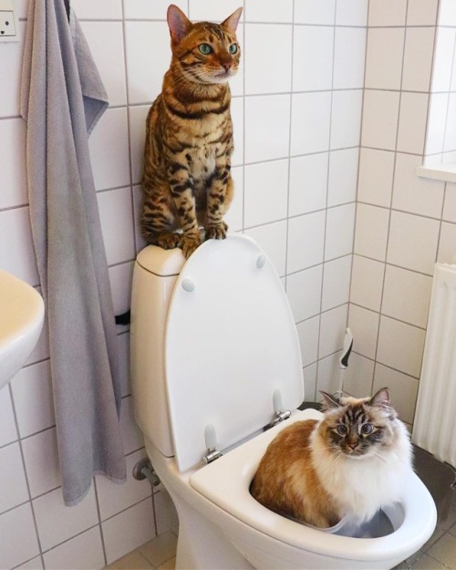 atraversso: Ninja cats by:   Nelly & Gilbert The Cats    