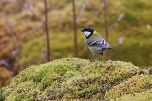 Greenfinch/grönfink, Nuthatch/nötväcka, Great tit/talgoxe and Yellowhammer/gulsparv.