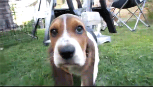 hounddogsrunning:  HIIIIYEEEE!!! 