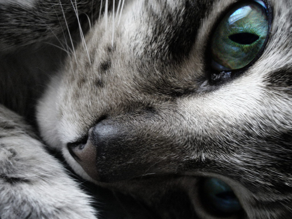 gatosonlyspell:  Wallpapers…Fondos de Pantalla Gatunos…