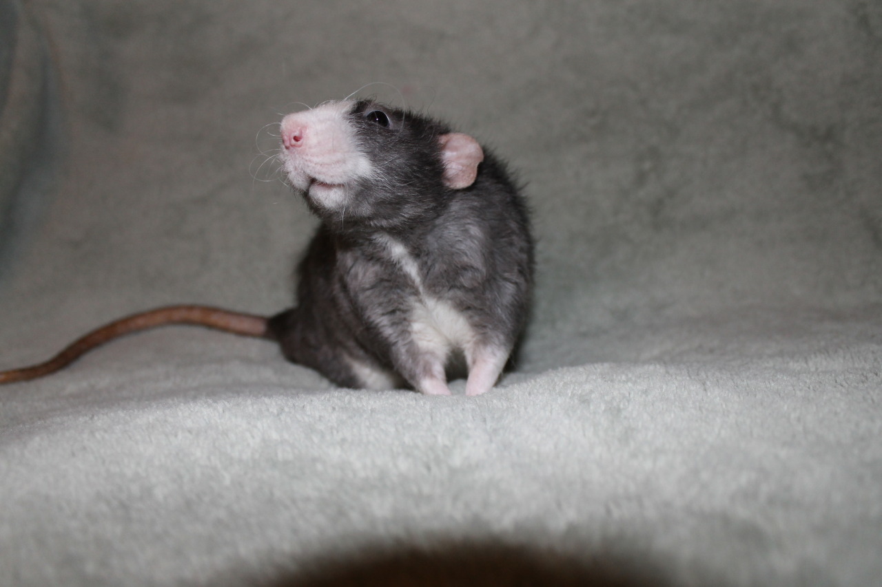 little-king-smashmouth:look @ this dumb son i love him