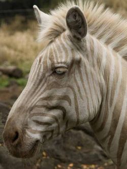 sixpenceee:  Rare Golden Zebra with Blue Eyes. This rare zebra named Zoe was born on Sept. 16, 1998 on the Hawaiian island of Molokai. The zebra has a rare condition called amelanosis (lack of melanin) and currently lives on a ranch in Hawaii. (Source)