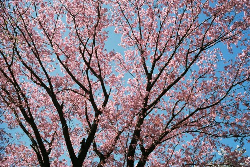 japan-overload: Shinjuku Gyoen by ogino.taro Via Flickr: Leica MP summicron 35mm f2(1965)Fuji superi