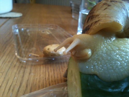 hella-free-space:snildren:lunulata:spaceslut:retrogradeworks:crucifigo:snailkeeping:Snails are aweso