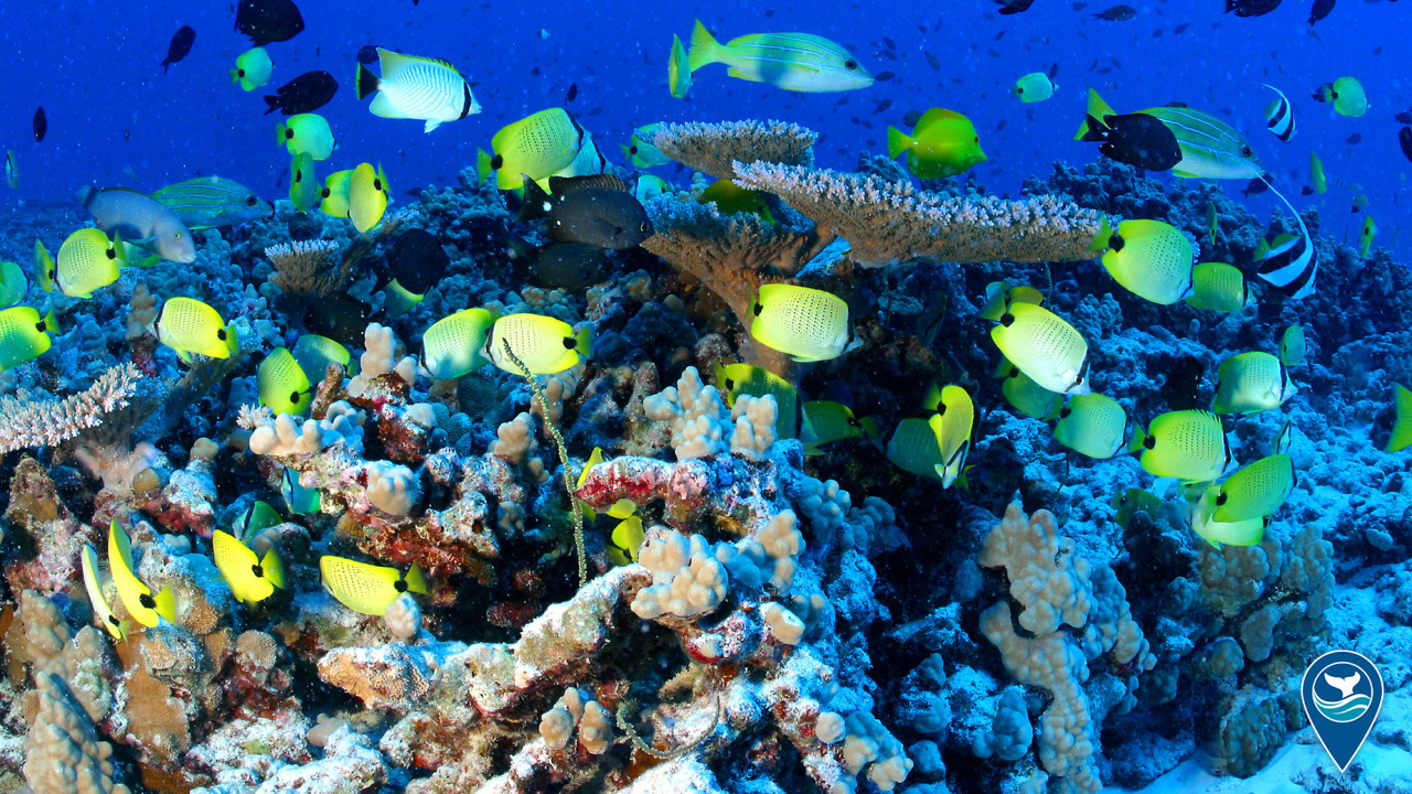 A mix of reef fish including ornate butterflyfish / kikakapu (Chaetodon ornatissimus), pennant butterflyfish (Heniochus diphreutes), and bluestripe snapper / ta’ape (Lutjanus kasmira) at French Frigate Shoals.