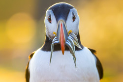 superbnature:  Puffin with Sandeels by iesphotography 