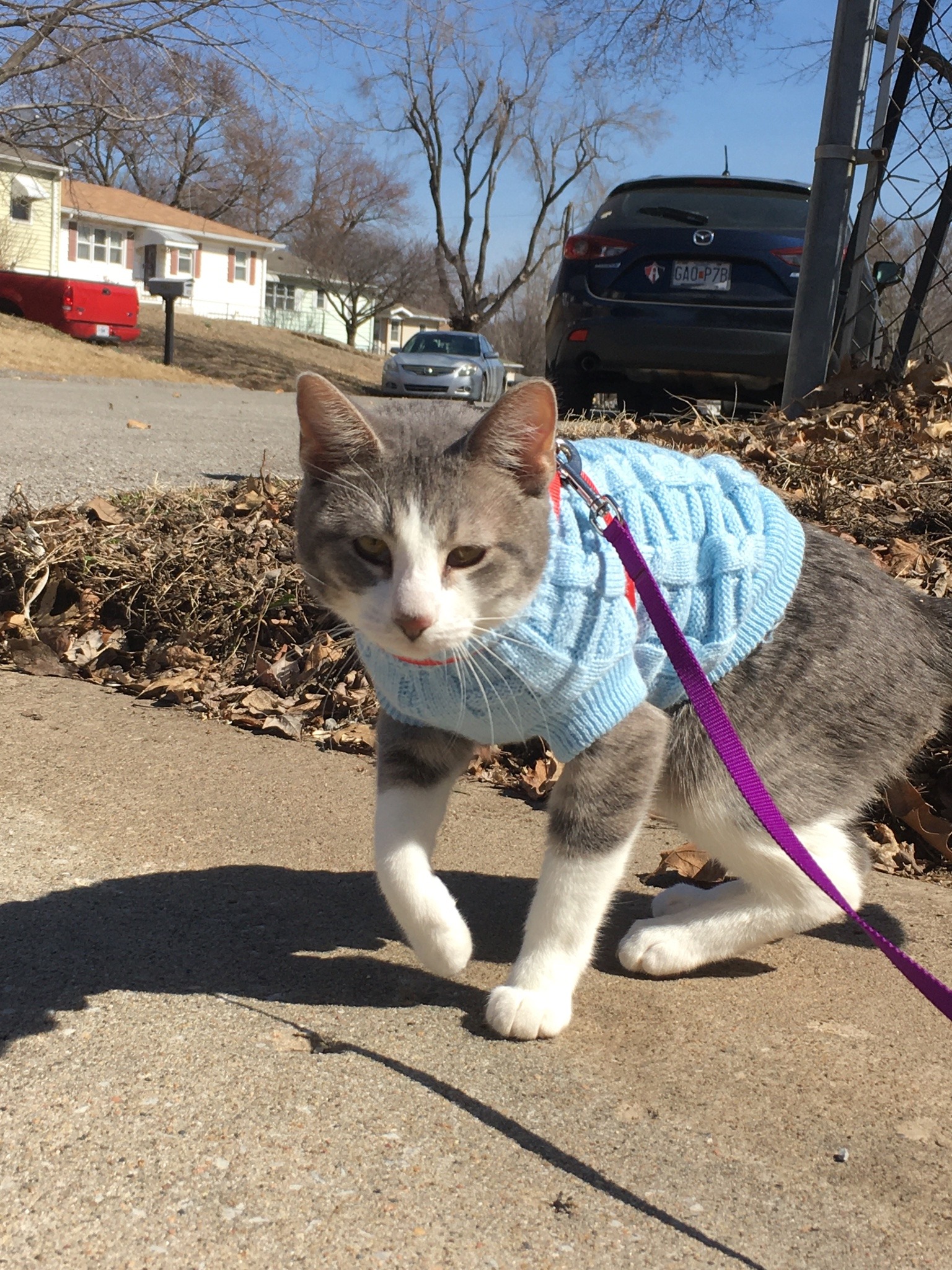 dangerous-tangerine:faun-buns:faun-buns:who wants to see my cat named ranch dressing