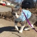 dangerous-tangerine:faun-buns:faun-buns:who wants to see my cat named ranch dressing