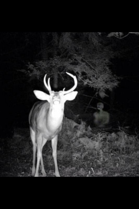 sixpenceee:  nerdalert656:  So my dad has deer cameras installed near his hunting
