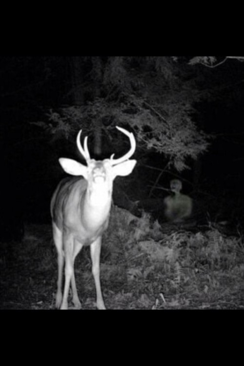 sixpenceee:  nerdalert656:  So my dad has deer cameras installed near his hunting spot and it doesn’t move, but this was the only pic to have this. Ignore the deer derping, theres a mutherfuckin ghost being dragged to hell behind it.  Yikes! 
