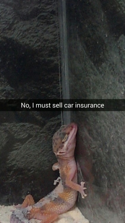 ugly-bread:  I went to a pet store today