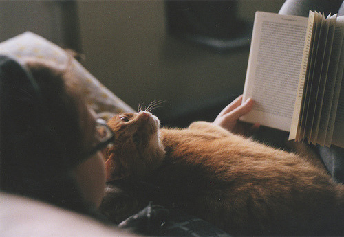 fotosfornovelas:  -Chicas con Gatos-Gatos