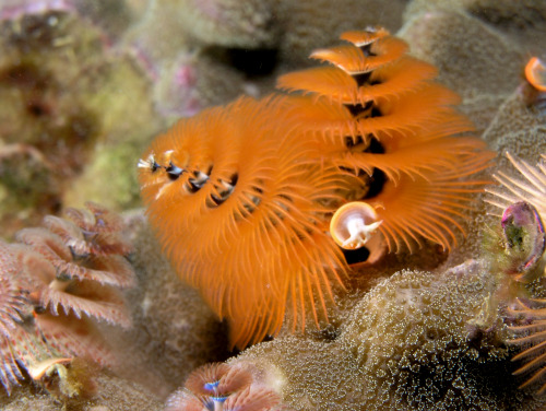 ijustlovesharks: Christmas Tree Worms - [1] [2] [3] [4] [5] [6] 