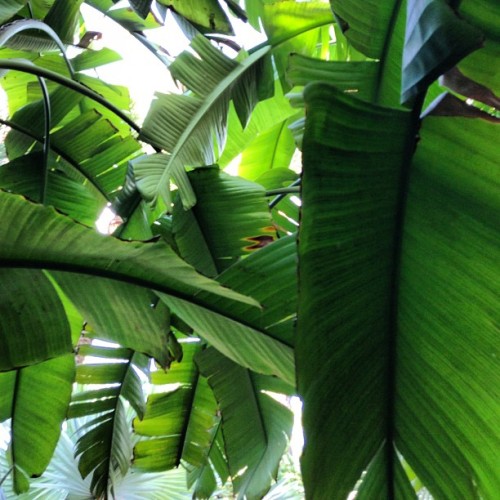 d-ragonfruit: t-ropical-love: tropical-ized: more tropical here ☮ ☯ Follow me for more tropical!