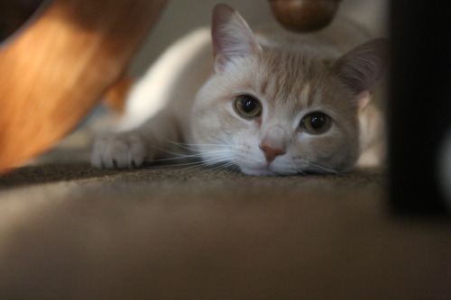 This is my little kitty bear and her name is Eva. I snapped this shot with my boyfriends camera in m
