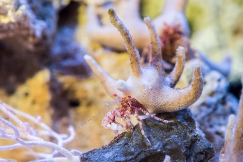 montereybayaquarium:Say hello to my little friends! The staghorn hermit crab rolls with a deep entou