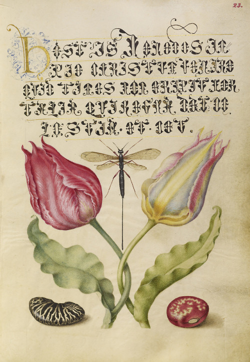 Tulips, Fly, Kidney Bean, and BeanJoris Hoefnagel, illuminator and Georg Bocskay, scribe.Manuscript: