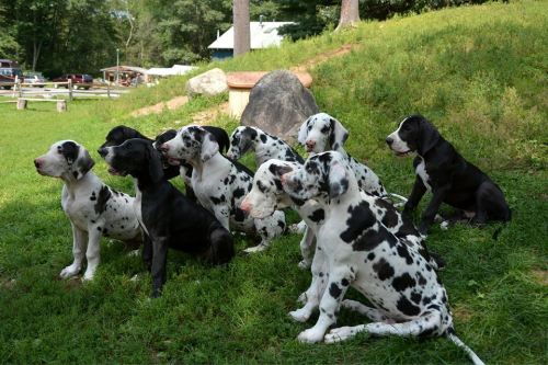 The Crumbs standing at attention at the Service Dog Project.