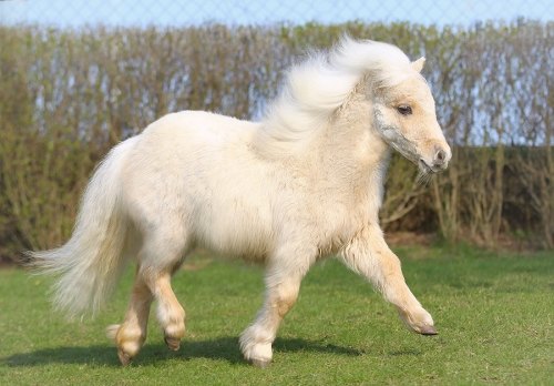 lagrima-de-crocodilo: mini shetland pony mare