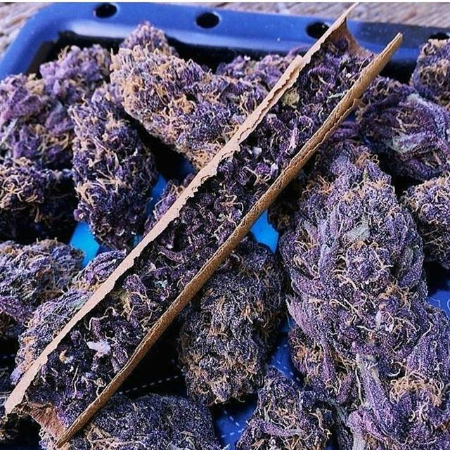 thedailychief:  Purple  paradise 💜😈📷:instagram.com/justblazeig