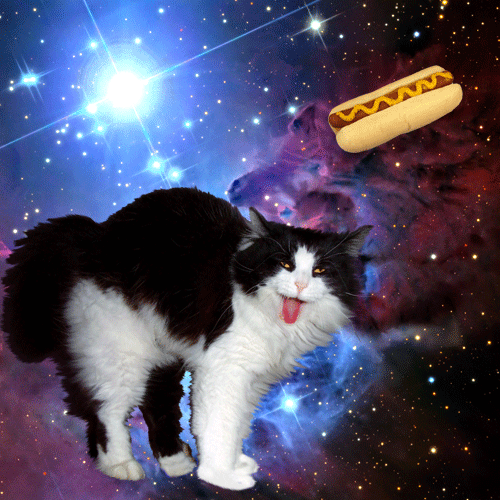 omg cats in space!!!