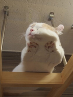 awwww-cute:  Cat sleeping on a glass table