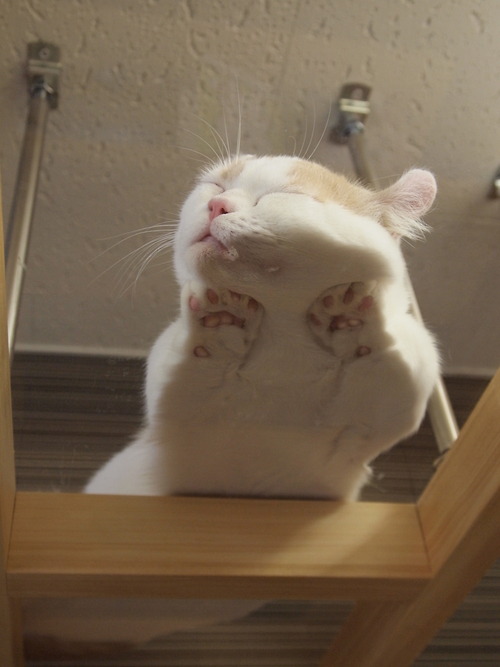 Porn Pics awwww-cute:  Cat sleeping on a glass table
