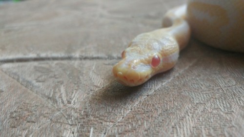 lucifersmusicalbitch:Close ups of peter (black pastel albino), and Xavier (spider het lavender)my tw