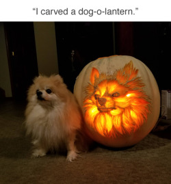 setheverman:  tastefullyoffensive: Pompkin (by DoggieDoc83) pupkin