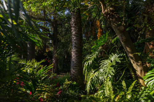 akcanzi: Tropical nook   Jardi Botànic Marimurtra - Blanes  © 2017 Oscar Alcañiz - Please, do not er