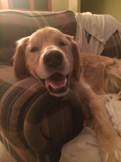 awwww-cute:  This is Cooper and he’s happy