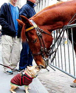 doctaaaaaaaaaaaaaaaaaaaaaaa:  Adorable Dog (Frenchie!) Plays with NYPD Police Horse
