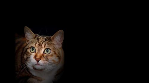 www.hdwallpapers.im