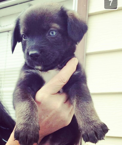 wickkkkked-games:  My babe had some cute pups. 